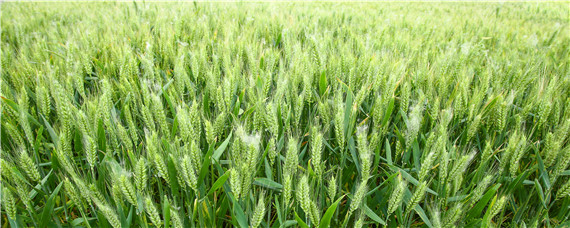 超级矮杆王小麦品种