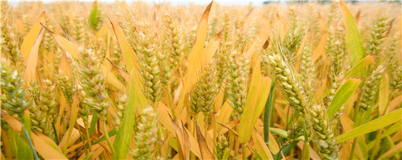 淮麦33小麦品种介绍