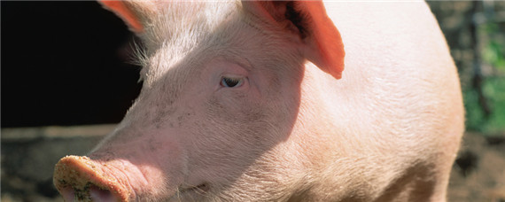 母猪配种前做什么疫苗？养殖问题！