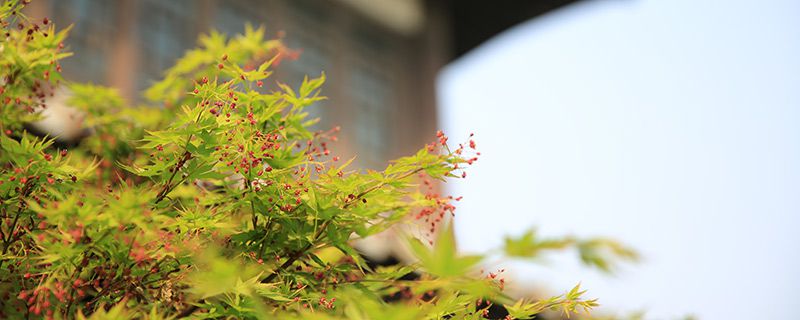 天下第一洞芙蓉洞的位置在哪？带你认识芙蓉洞