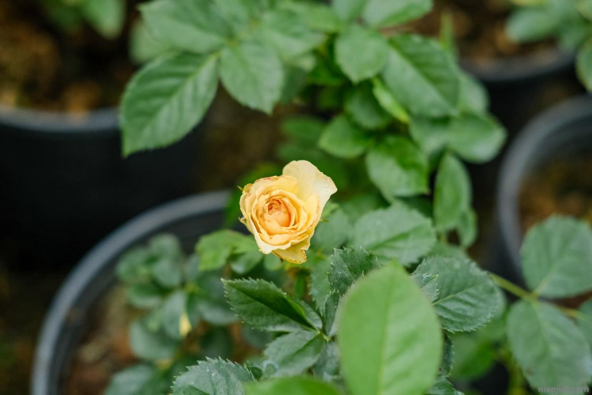 眉山适合养什么花，市花和市树是什么 眉山的市花是什么花