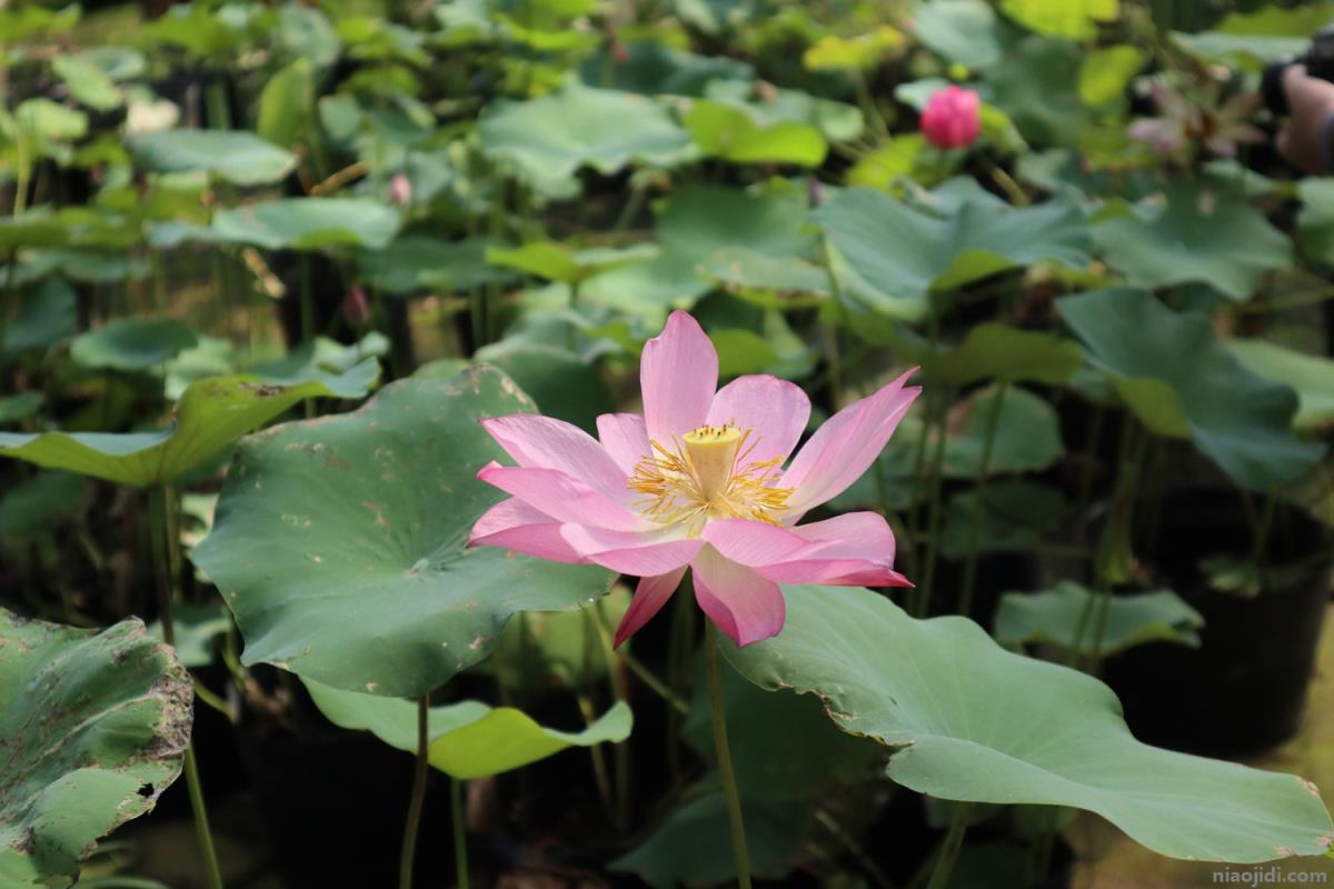 花开放的时间有哪些花 花开放的时间