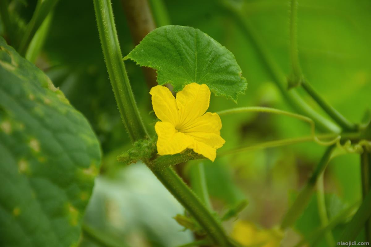 完全花有哪些花 完全花有哪些花图片