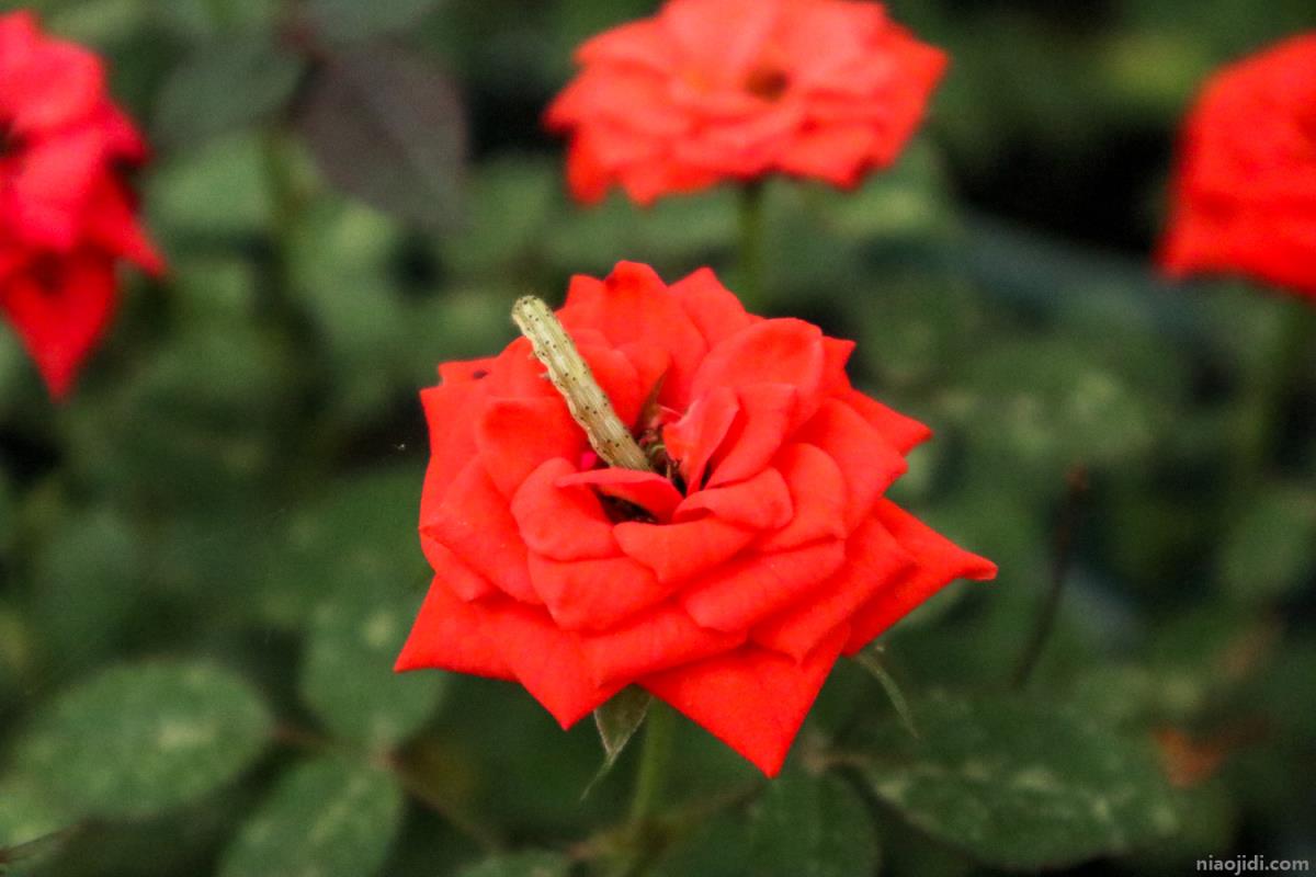 阜阳适合养什么花，市花和市树是什么 阜阳适合种什么花