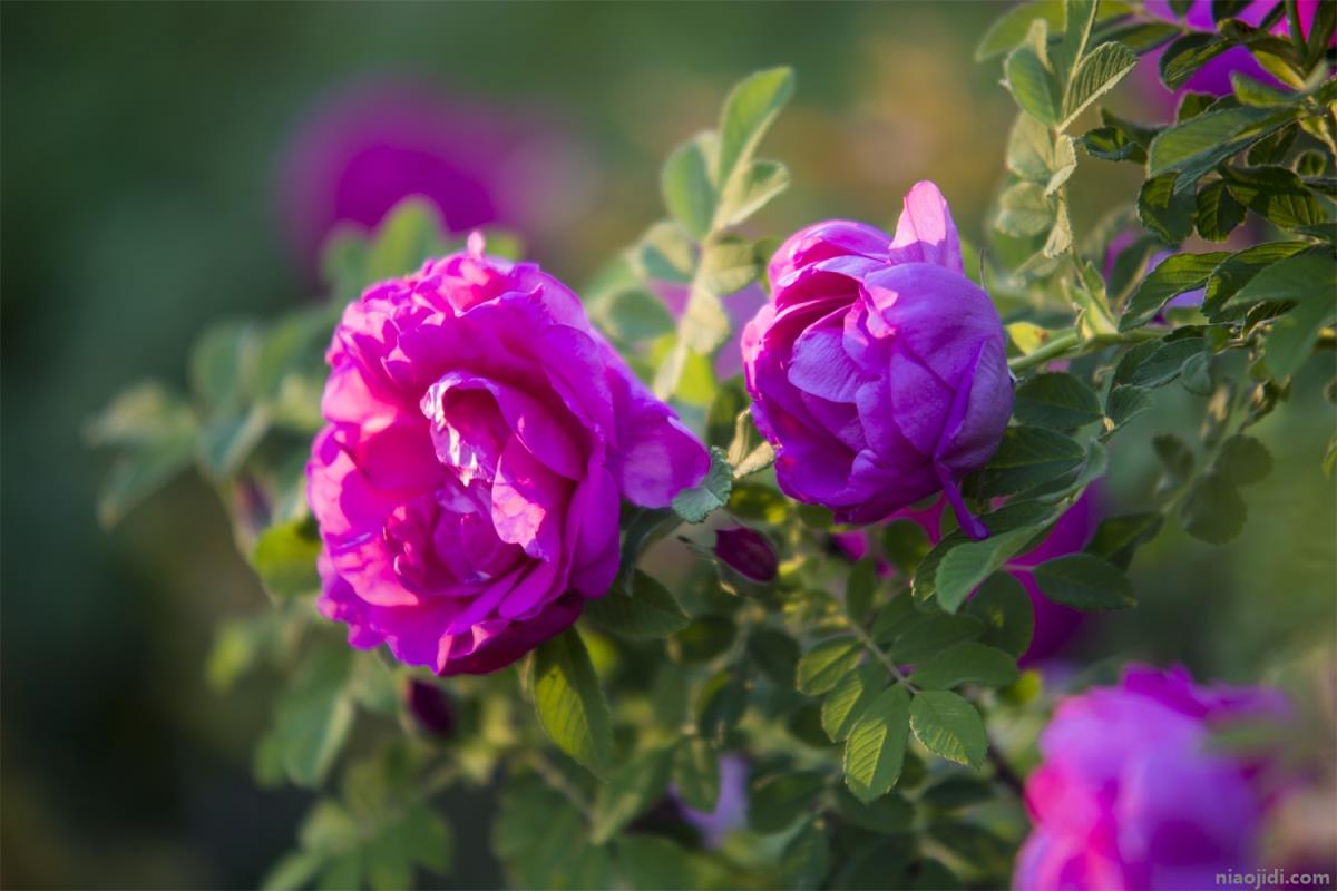 完全花有哪些花 完全花有哪些花图片