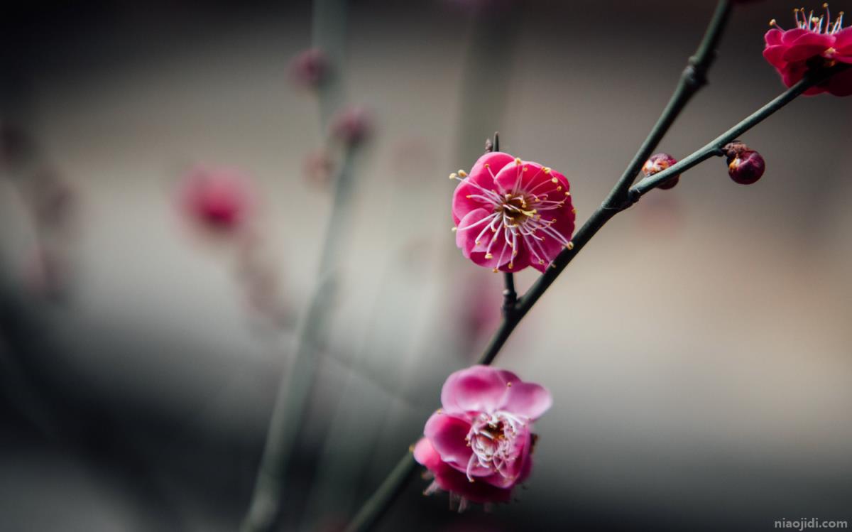 完全花有哪些花 完全花有哪些花图片