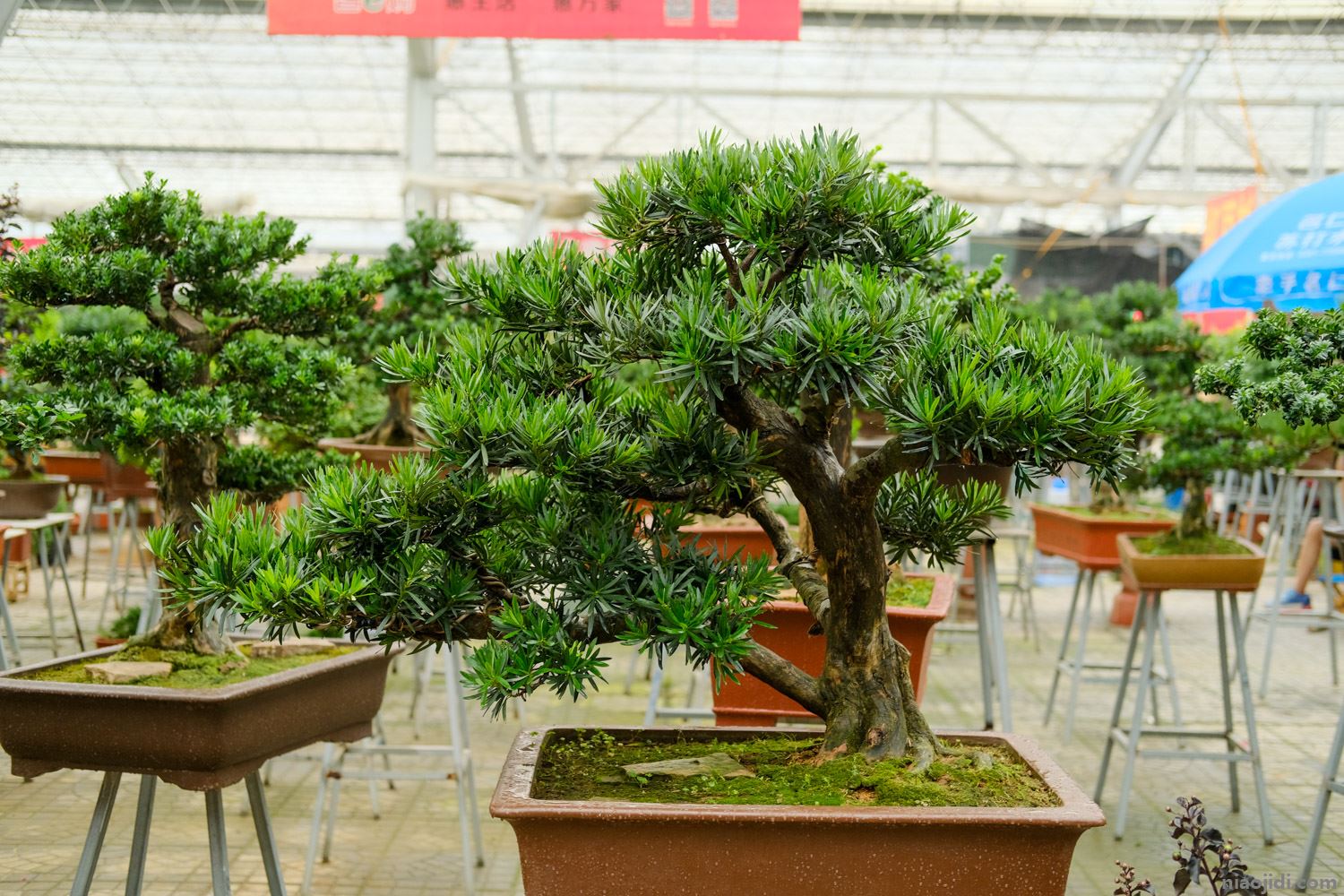 镇宅招财旺人的植物 镇宅招财旺人的树