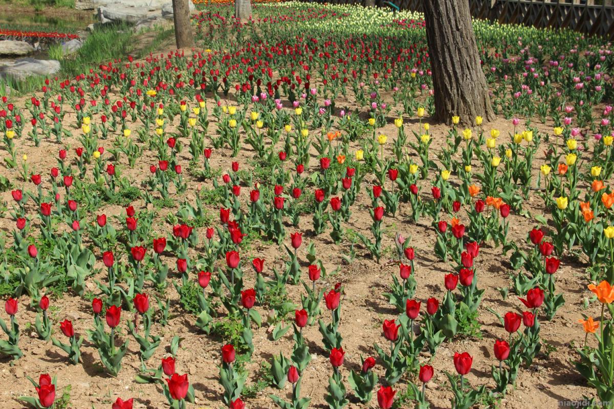 荆门适合养什么花，市花和市树是什么 荆门市市花是什么花