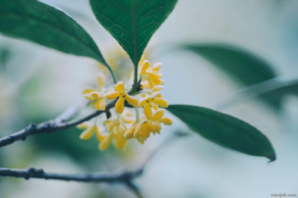 荆州适合养什么花，市花和市树是什么 武汉市适合养什么花