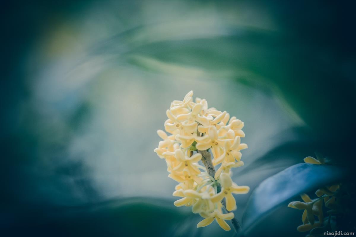 长沙适合养什么花，市花和市树是什么 长沙市花和市树的来源