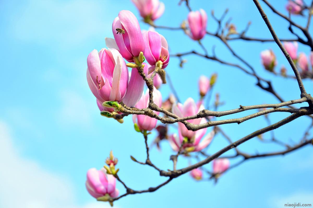 湘潭适合养什么花，市花和市树是什么 西安市的市花是什么花