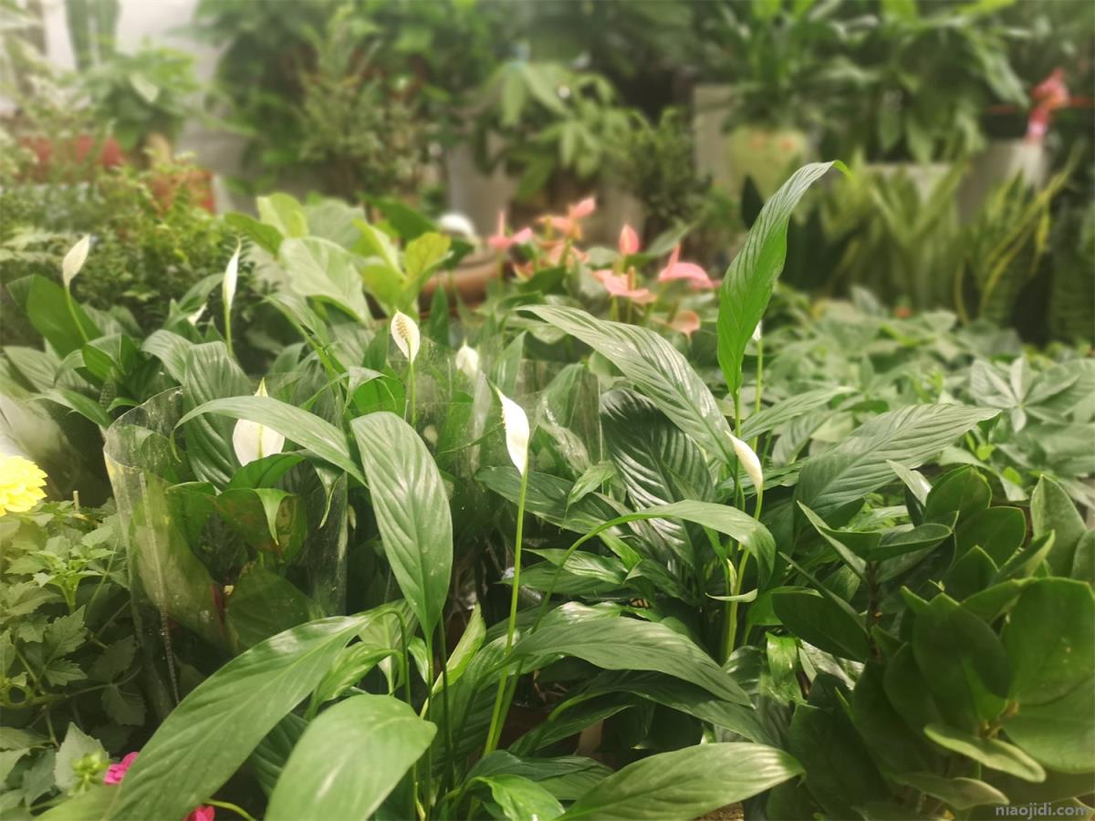 最耐阴的十大漂亮植物，十种室内最好养的植物盆栽 耐阴的客厅大型绿植