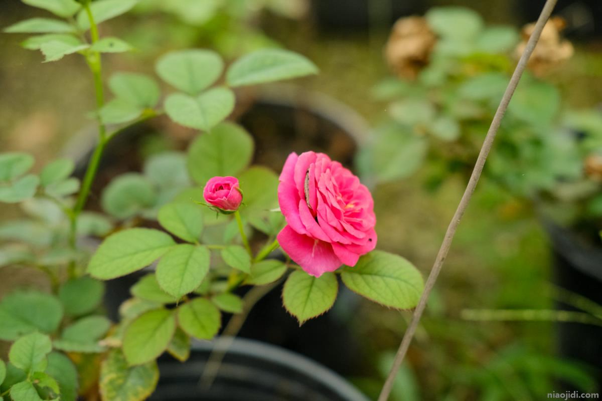 洛阳适合养什么花，市花和市树是什么 河南洛阳市花是什么花