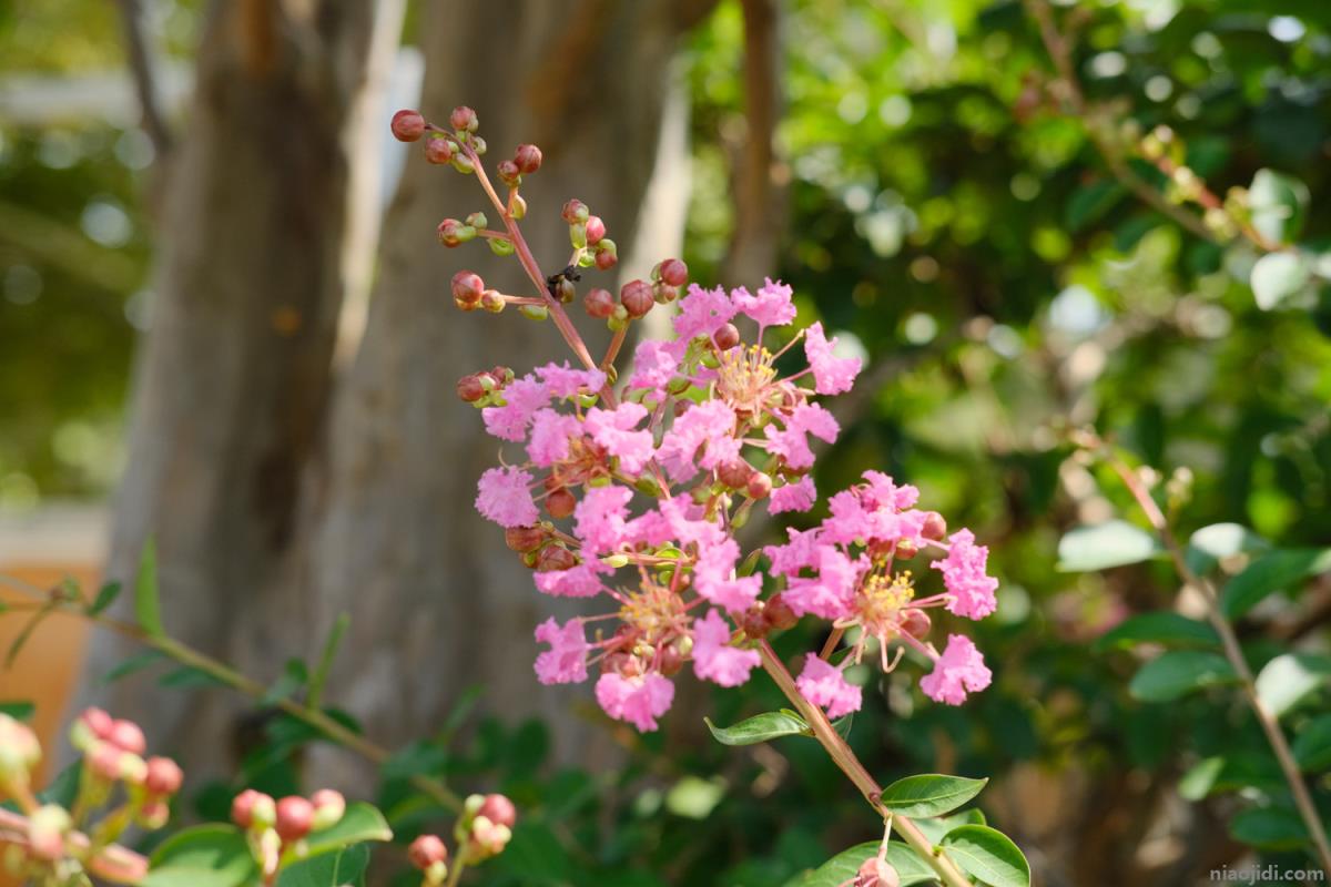 邵阳适合养什么花，市花和市树是什么 邵阳市市花