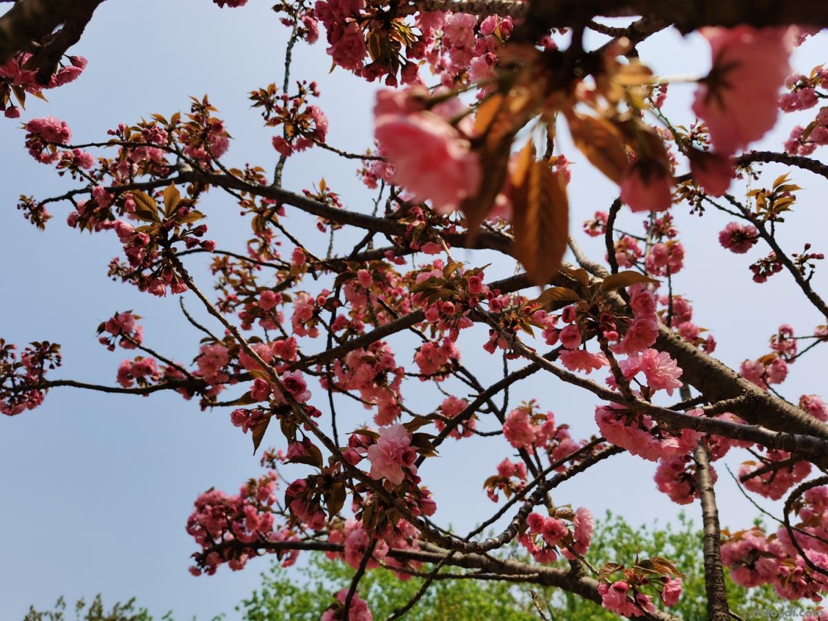 宜昌适合养什么花，市花和市树是什么 宜昌市市树是什么树