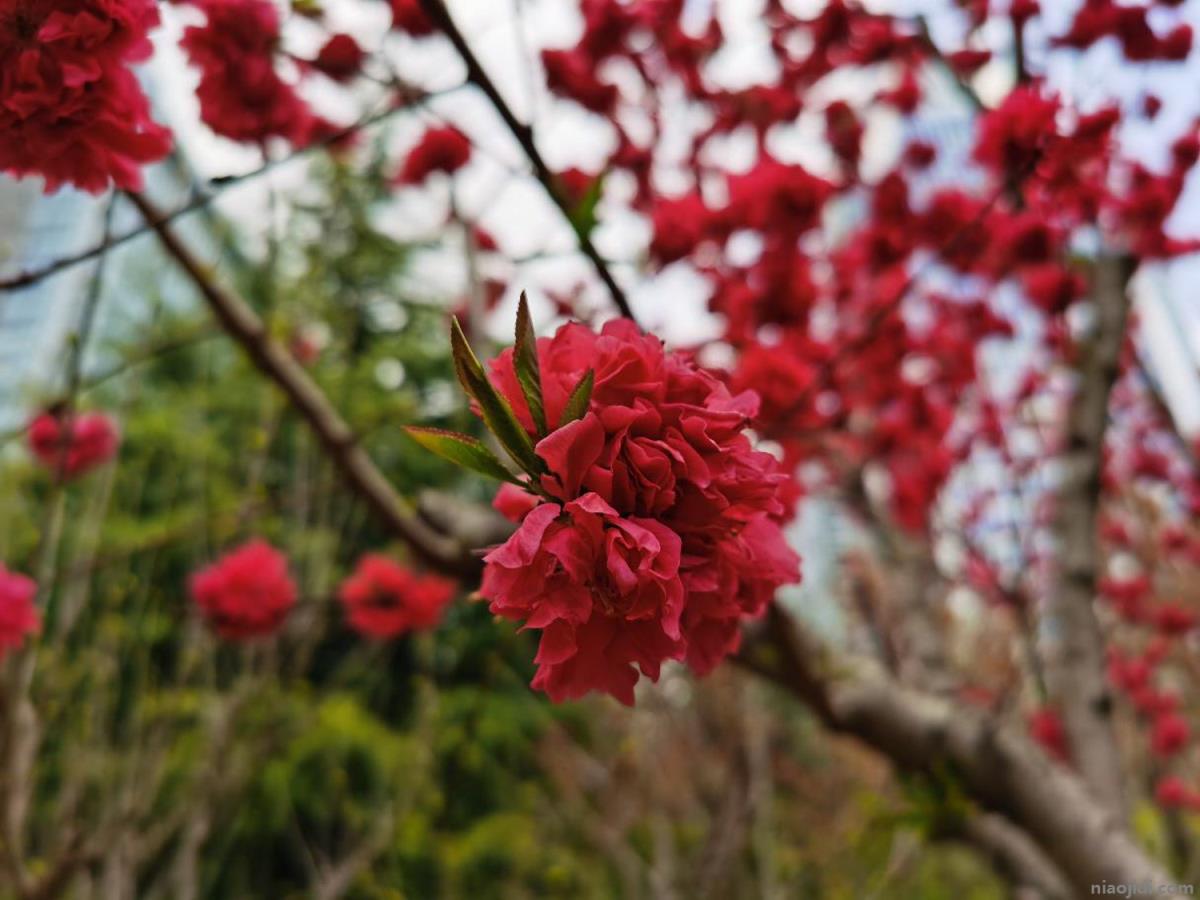 黄南适合养什么花，市花和市树是什么 院子里最旺宅的树