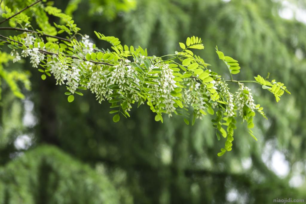 烟台适合养什么花，市花和市树是什么 烟台的市花和市树