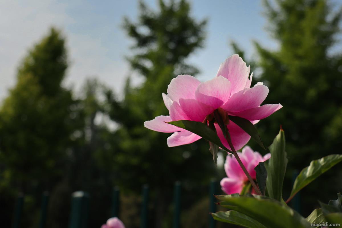 亳州适合养什么花，市花和市树是什么 