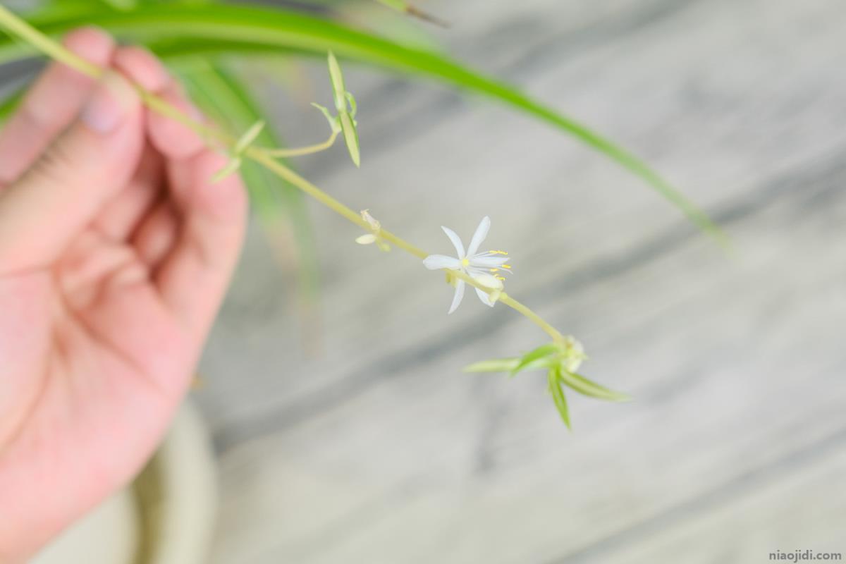 适合睡房养的植物排名 适合家里室内养的植物排名