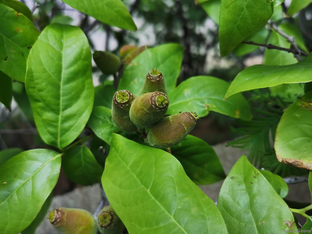 达州适合养什么花，市花和市树是什么 达州市花市树是什么