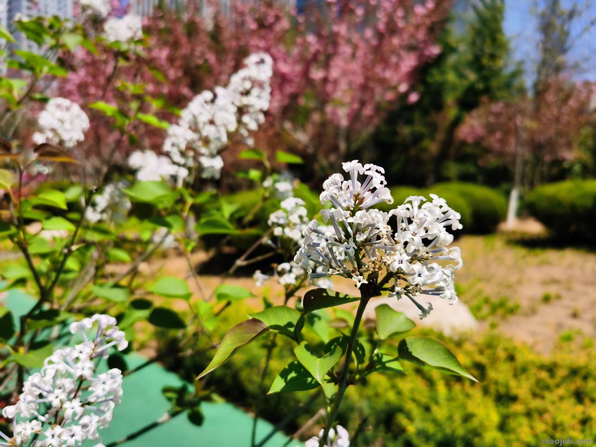 西宁适合养什么花，市花和市树是什么 新疆省花