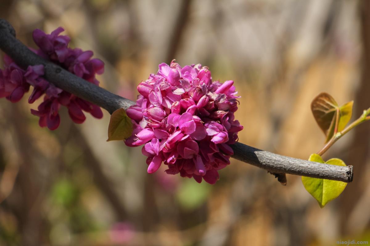 来宾适合养什么花，市花和市树是什么 桂花是桂林的市花吗