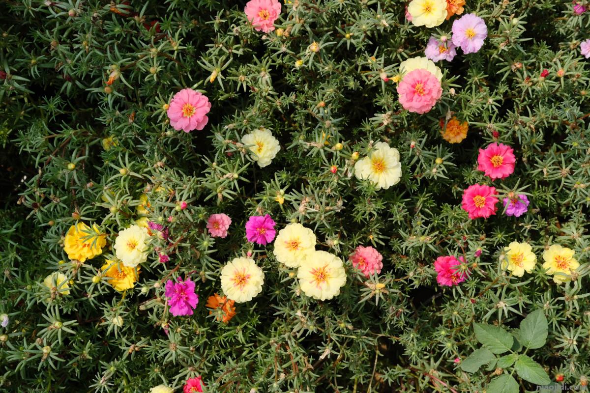 百色适合养什么花，市花和市树是什么 百色市市树市花