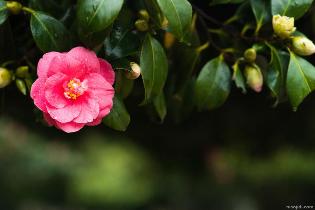 河池适合养什么花，市花和市树是什么 河池市树木