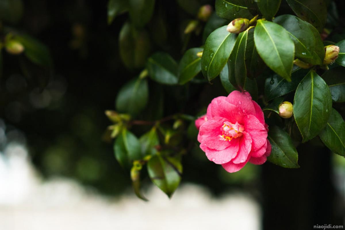 上饶适合养什么花，市花和市树是什么 上饶市的市花是什么花