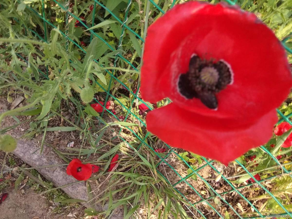 桂林适合养什么花，市花和市树是什么 桂林市市花