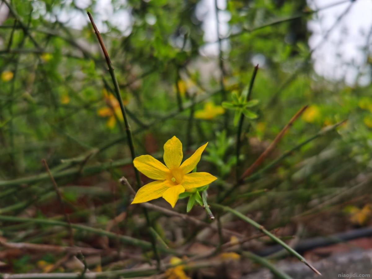 新余适合养什么花，市花和市树是什么 新余市的市花是什么花