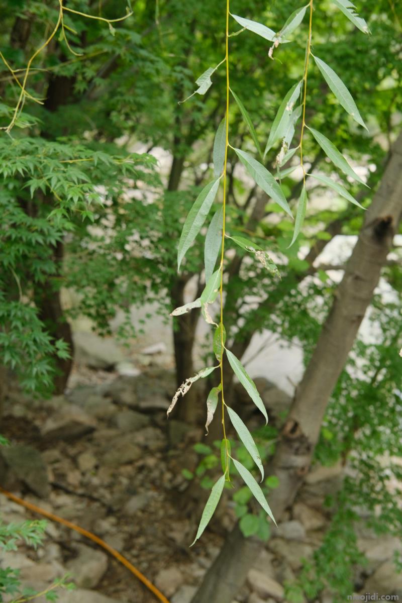 四平适合养什么花，市花和市树是什么 重庆市市花