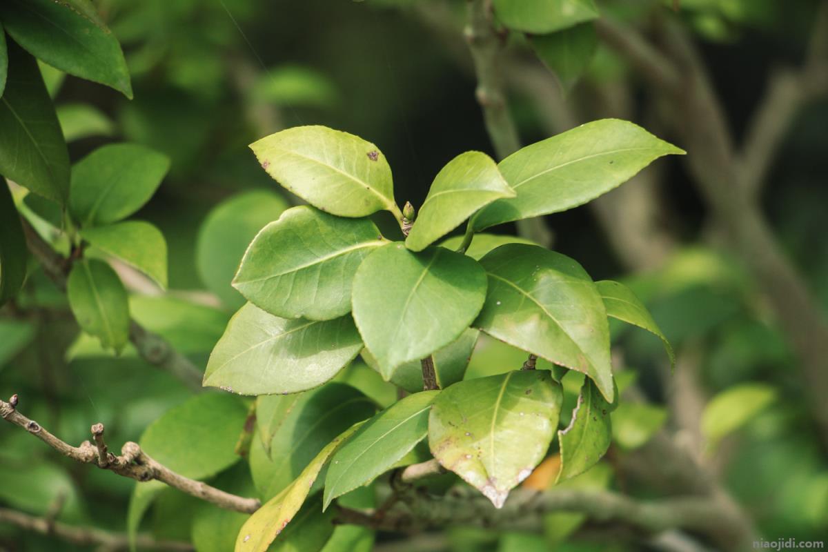 石嘴山适合养什么花，市花和市树是什么 