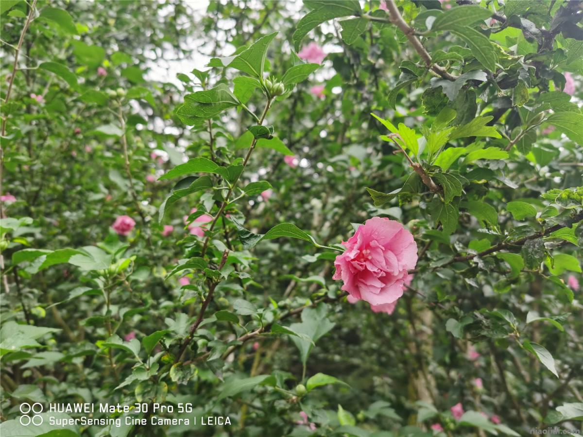 固原适合养什么花，市花和市树是什么 院子里最旺宅的树