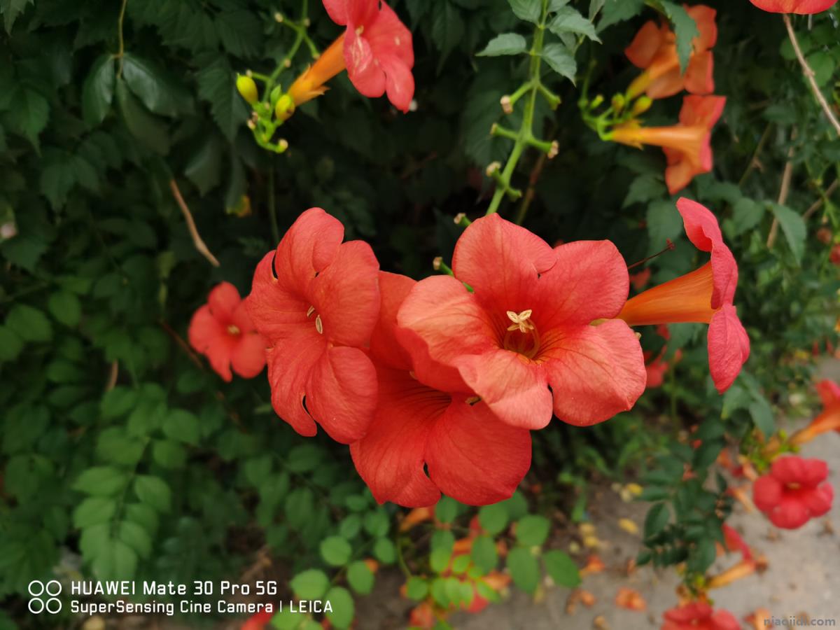 哈尔滨适合养什么花，市花和市树是什么 哈尔滨能栽的花树