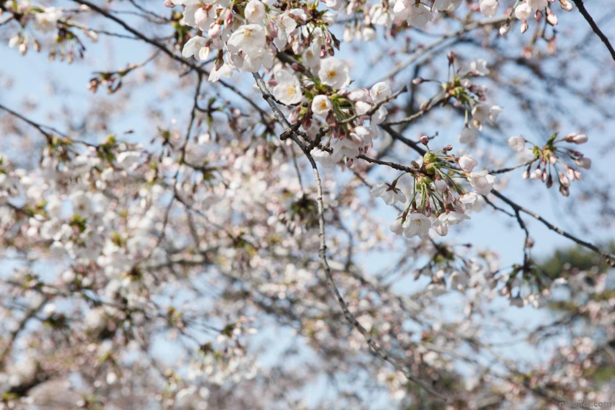 滁州适合养什么花，市花和市树是什么 广州市市花