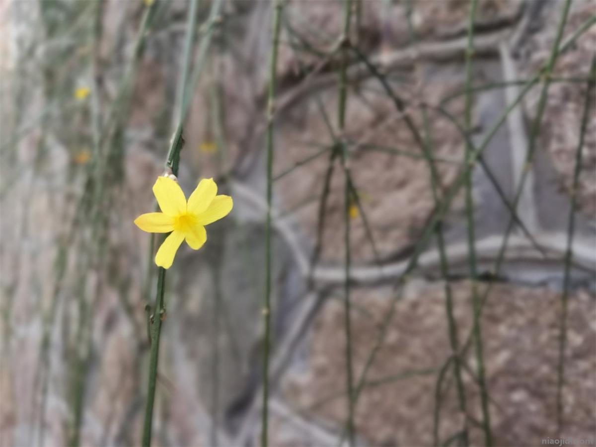 辽源适合养什么花，市花和市树是什么 