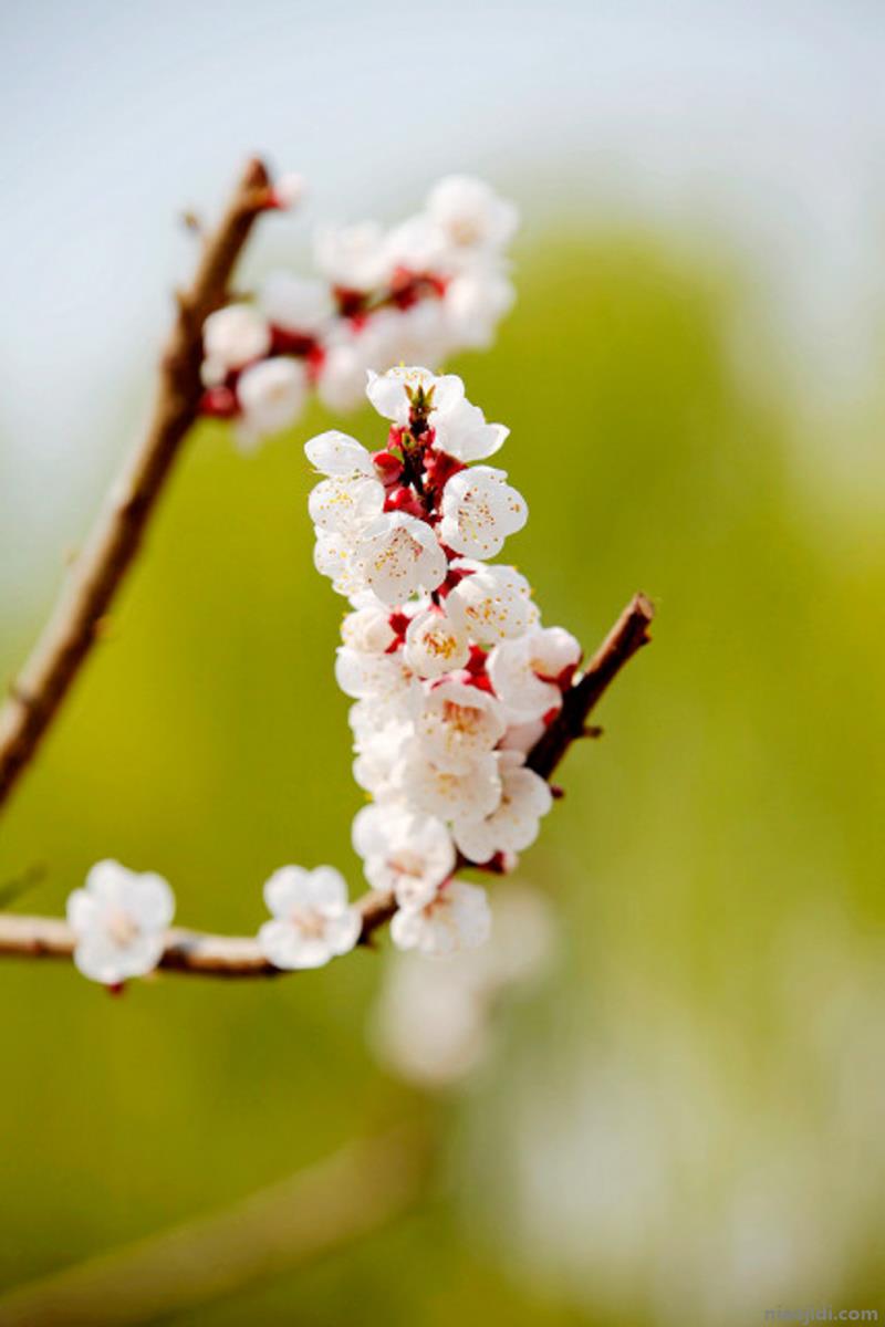 佳木斯适合养什么花，市花和市树是什么 佳木斯市市花是什么