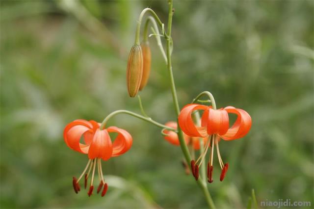 延安适合养什么花，市花和市树是什么 延安市花是什么花啊