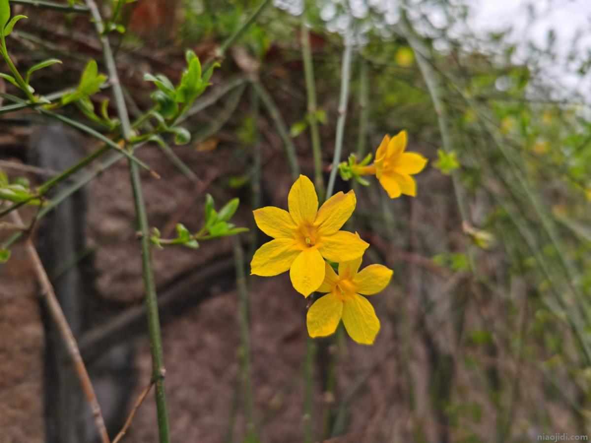 陇南适合养什么花，市花和市树是什么 