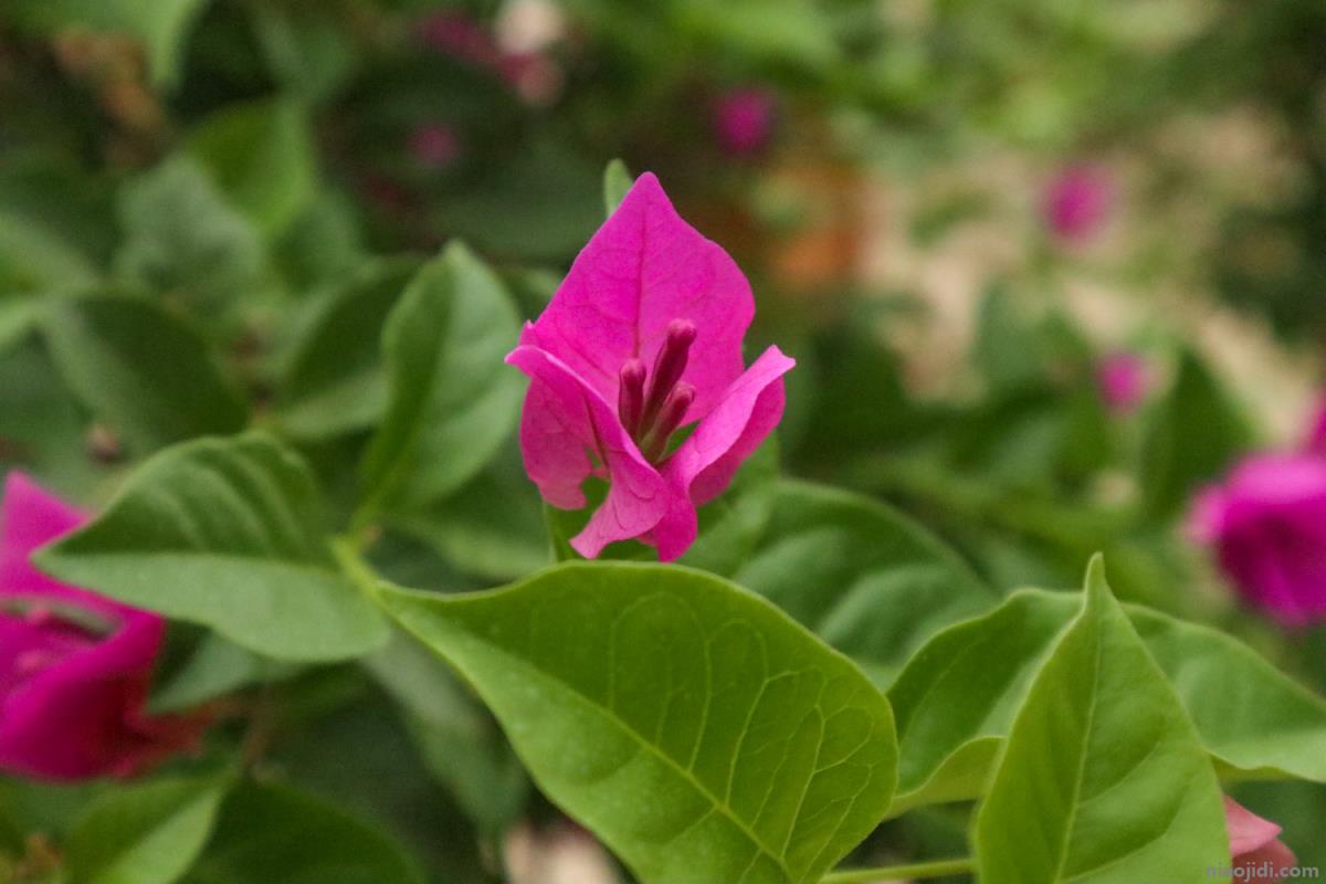 临沧适合养什么花，市花和市树是什么 大理市的市花