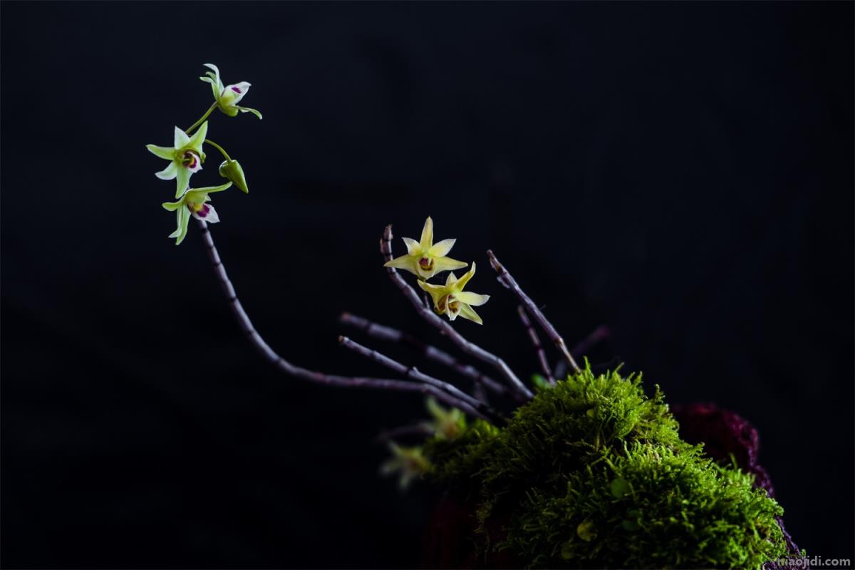 思茅适合养什么花，市花和市树是什么 北方庭院适合养什么花和树