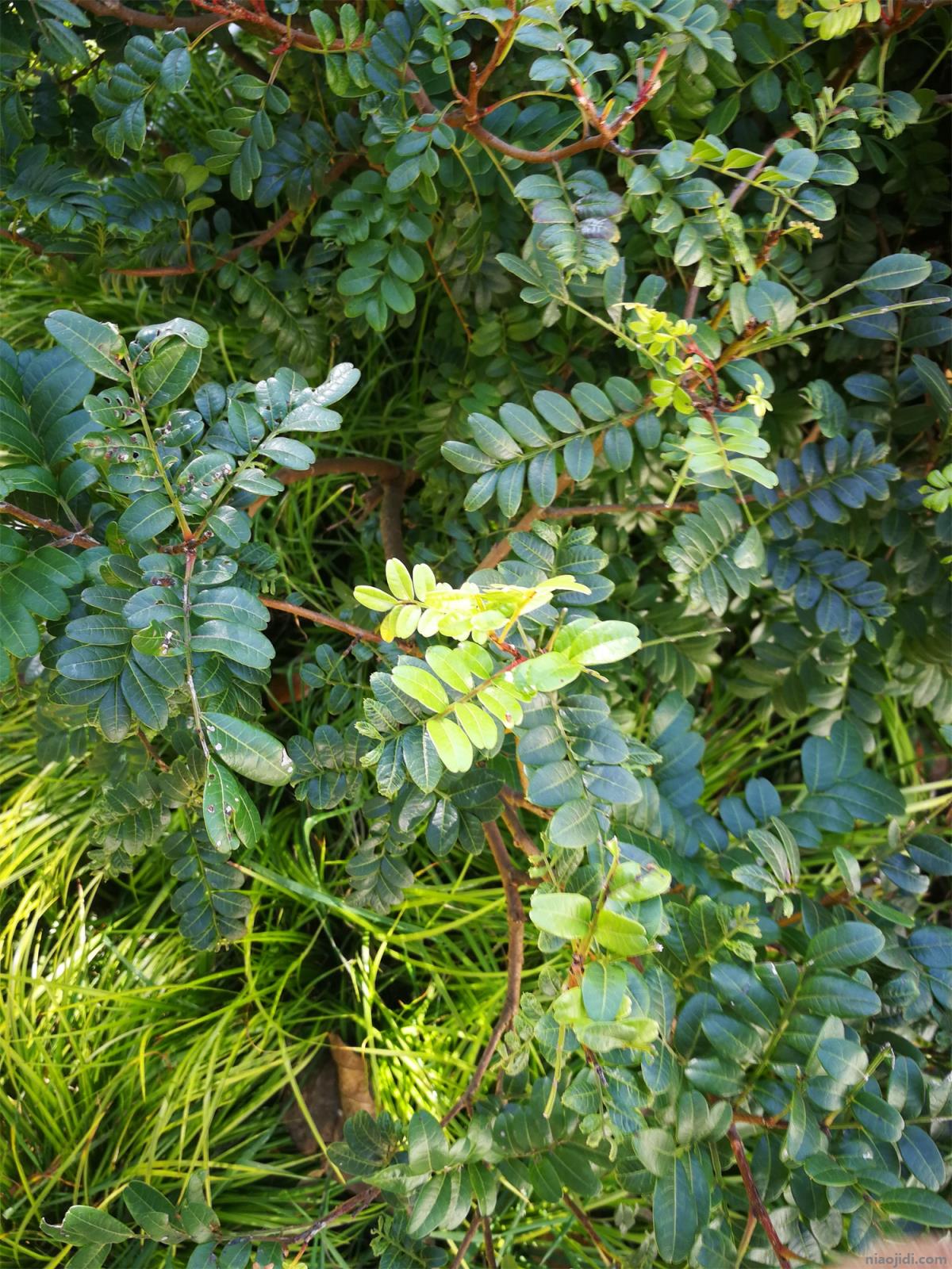 思茅适合养什么花，市花和市树是什么 北方庭院适合养什么花和树