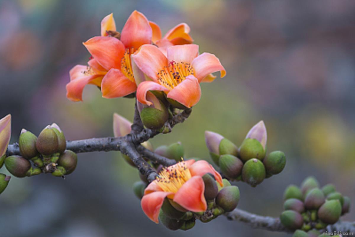 怒江适合养什么花，市花和市树是什么 