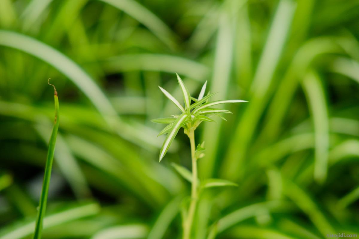 最好养的室内盆栽植物有哪些 室内种什么盆栽植物最好