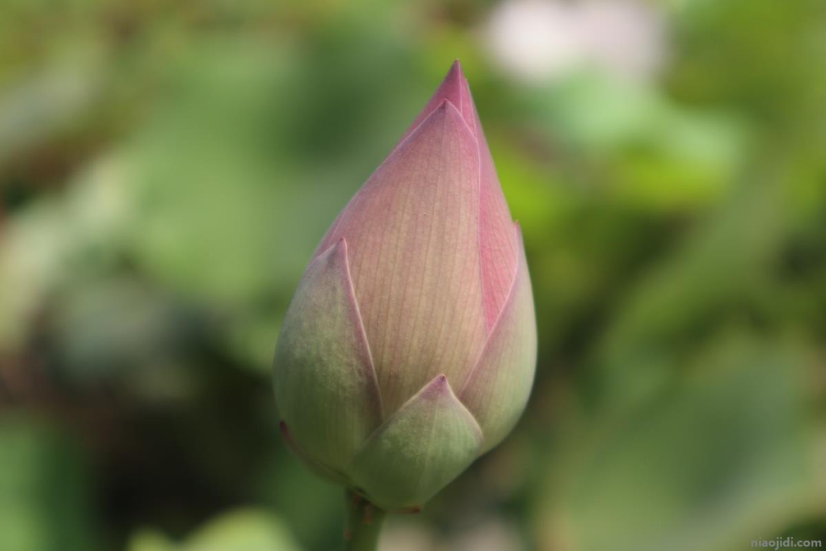 最漂亮荷花大全 最漂亮荷花大全简笔画