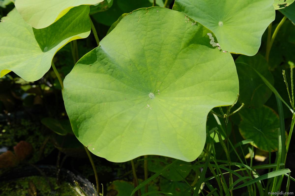 最漂亮荷花大全 最漂亮荷花大全简笔画