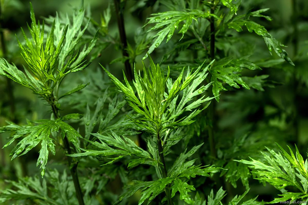 镇宅辟邪什么绿植最好，什么植物招财挡煞气 风水植物