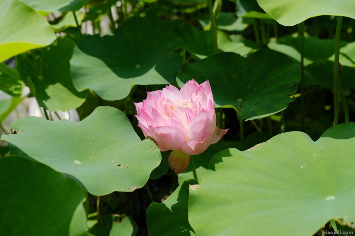 最漂亮荷花大全 最漂亮荷花大全简笔画