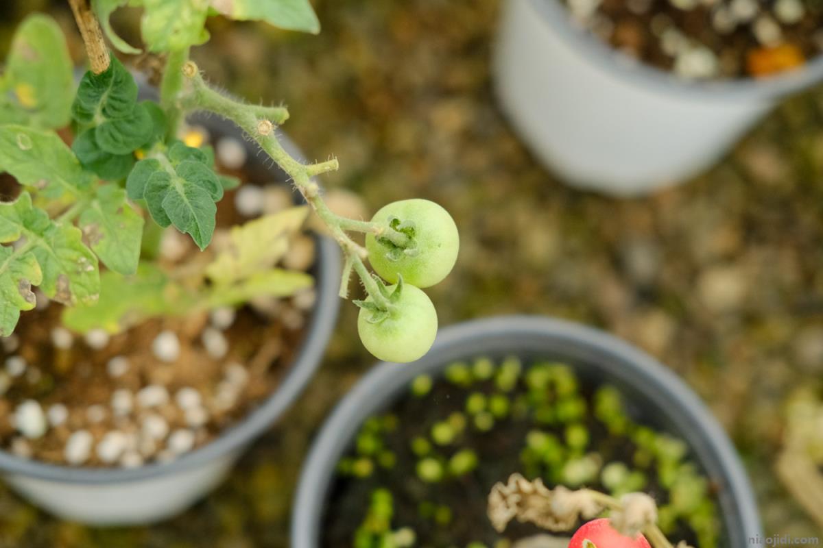 蕃茄栽培技术 蕃茄栽培技术与管理